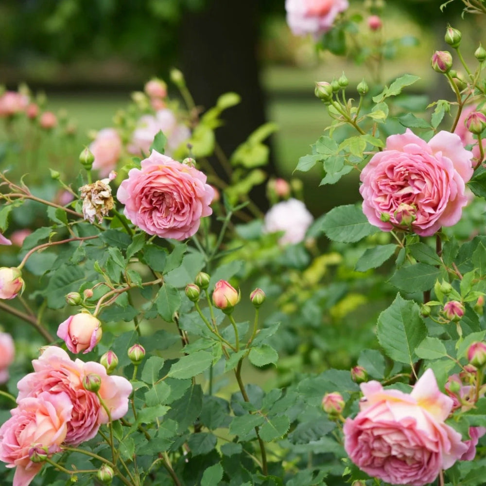 Jubilee Celebration Rose