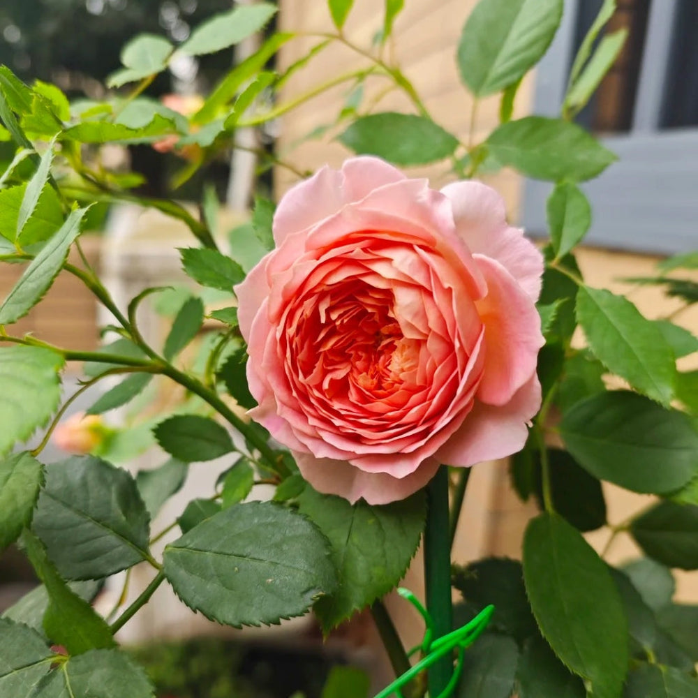Jubilee Celebration Rose