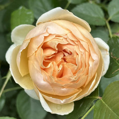 Close-up of Jude the Obscure rose with soft peach petals and green foliage