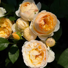 Bouquet of Jude the Obscure roses showing blooming garden-ready flowers