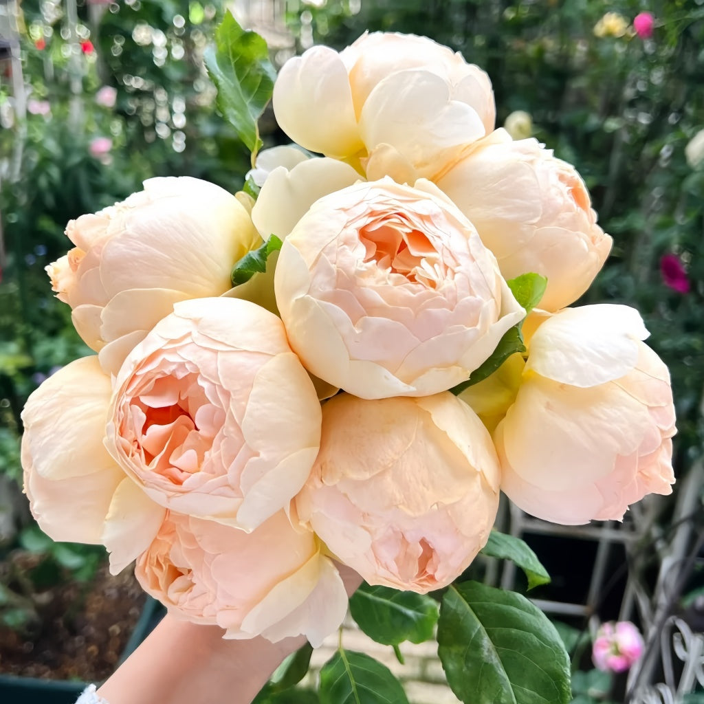 Hand holding bouquet of Jude the Obscure roses with fresh pink blooms