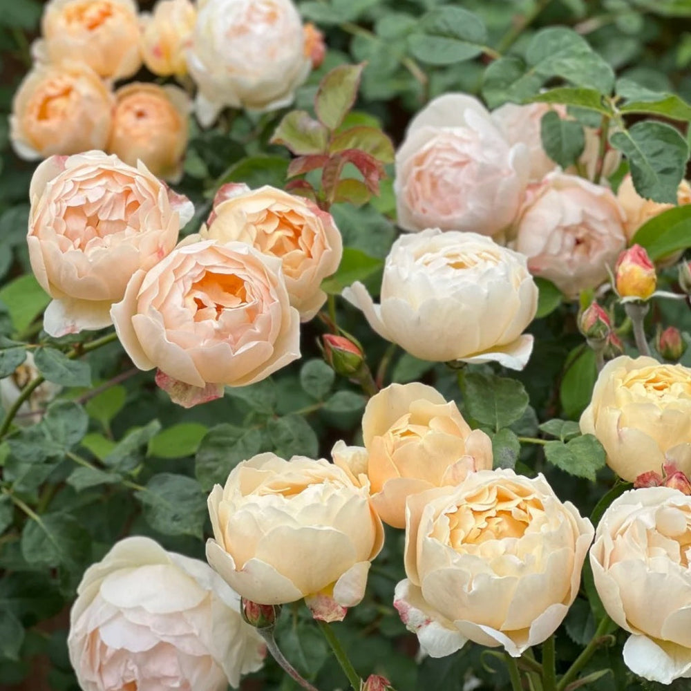 Jude the Obscure roses with layered peach blooms among green foliage at RosesPlant