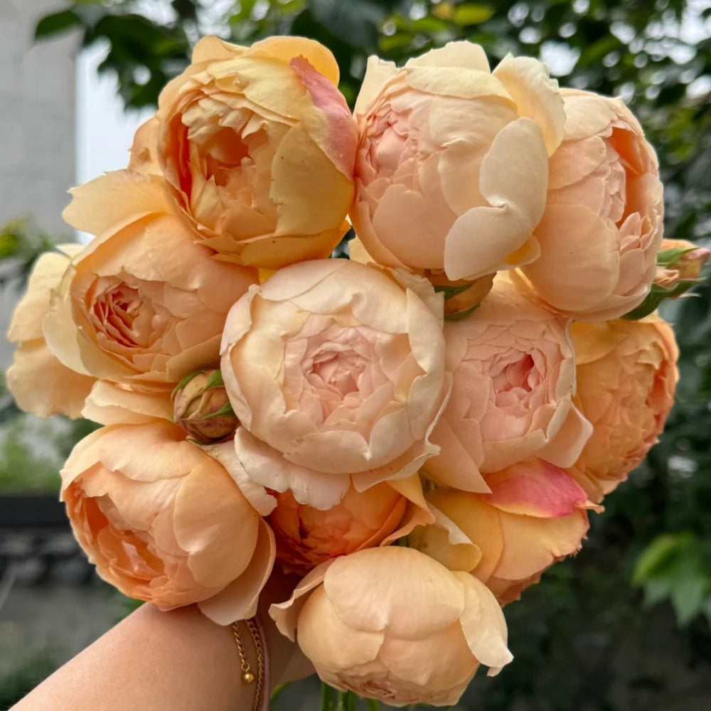 Hand holding bouquet of Jude the Obscure roses with warm peach tones at RosesPlant