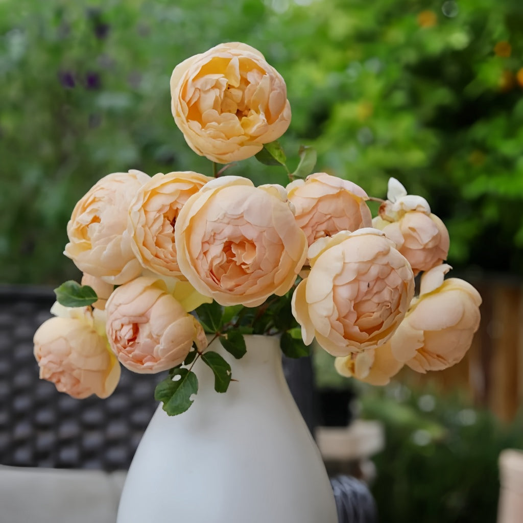 Jude the Obscure roses in white vase with garden backdrop at RosesPlant