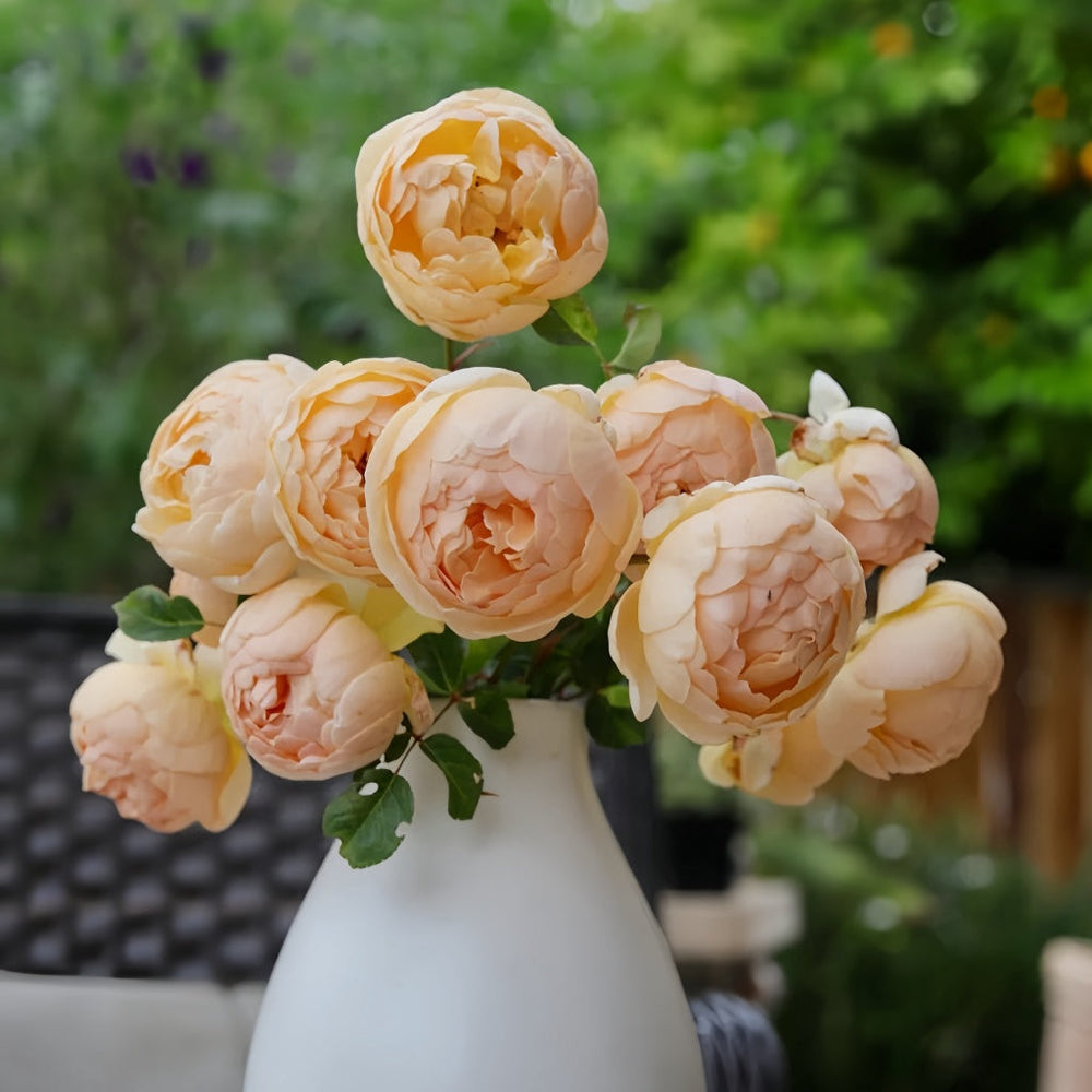 Jude the Obscure roses in white vase with garden backdrop at RosesPlant