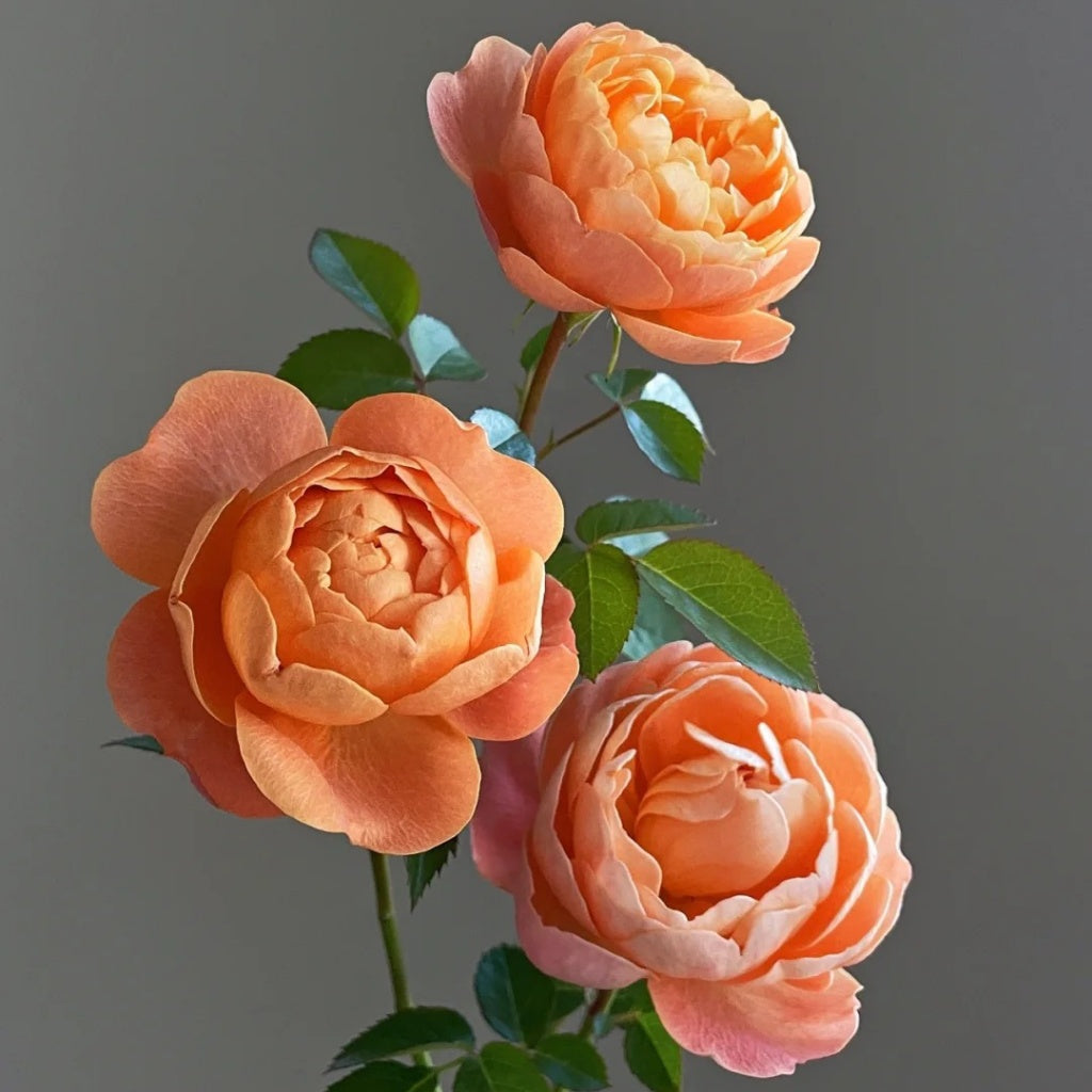 Juicy Terrazza Rose