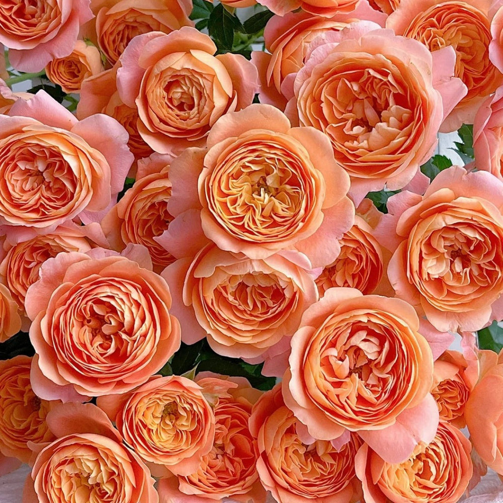 Juicy Terrazza Rose