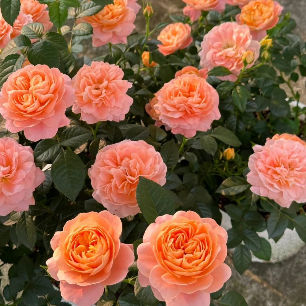 Juicy Terrazza Rose