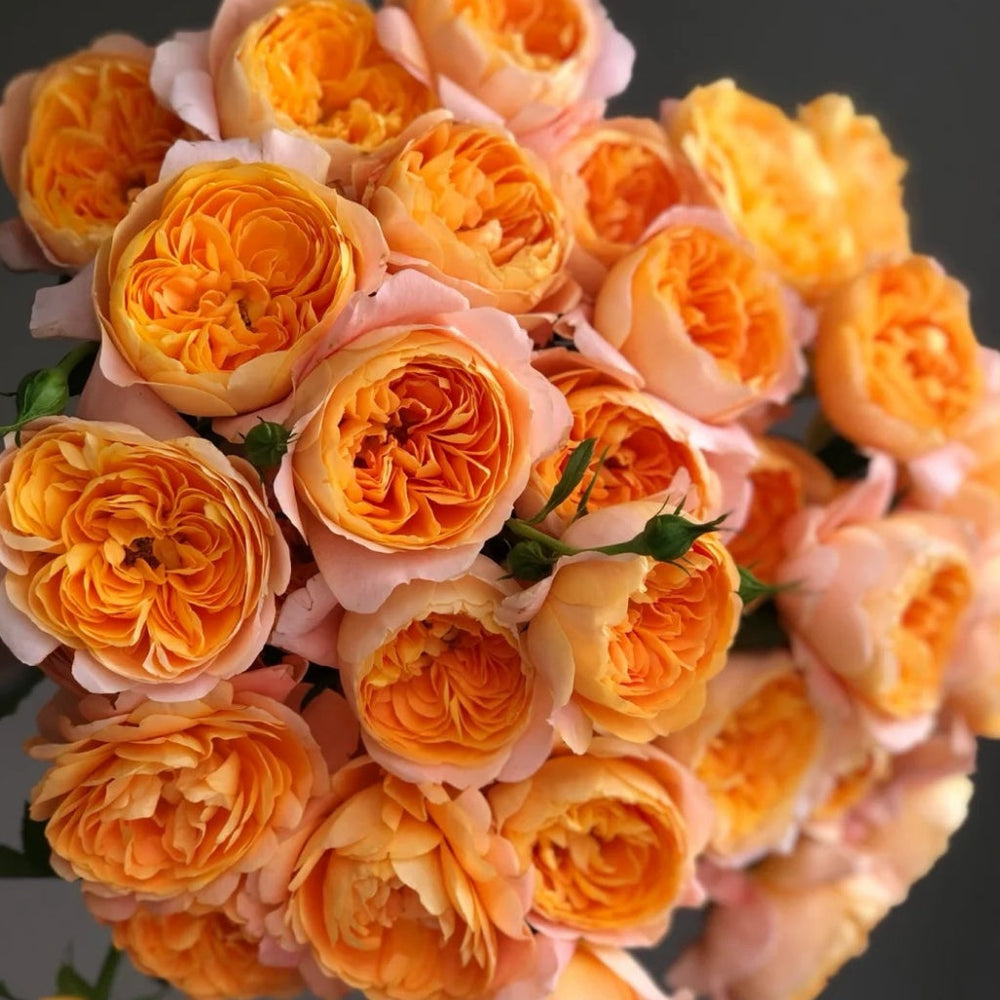 Juicy Terrazza Rose