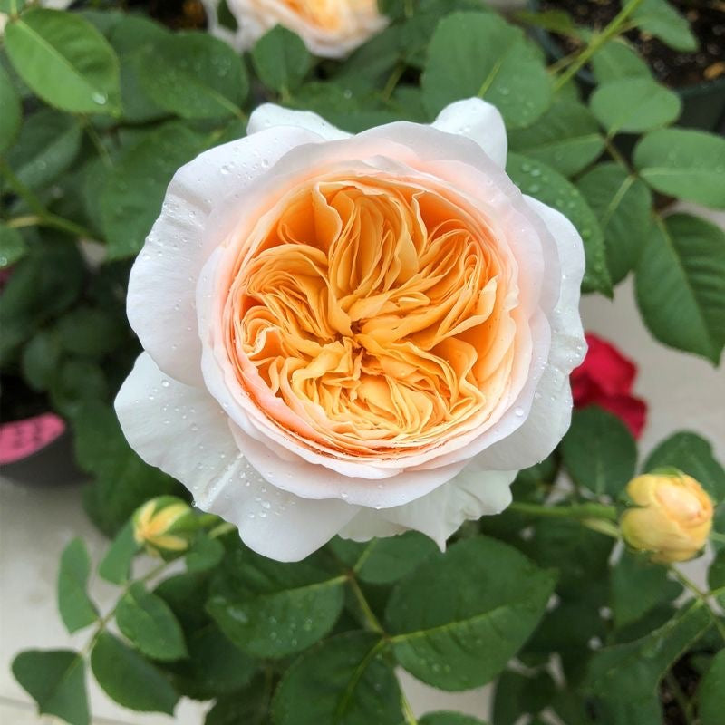 Apricot-white Juliet rose with dew drops, green foliage and buds - Rosesplant
