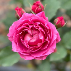 Julieta Cerise Rose