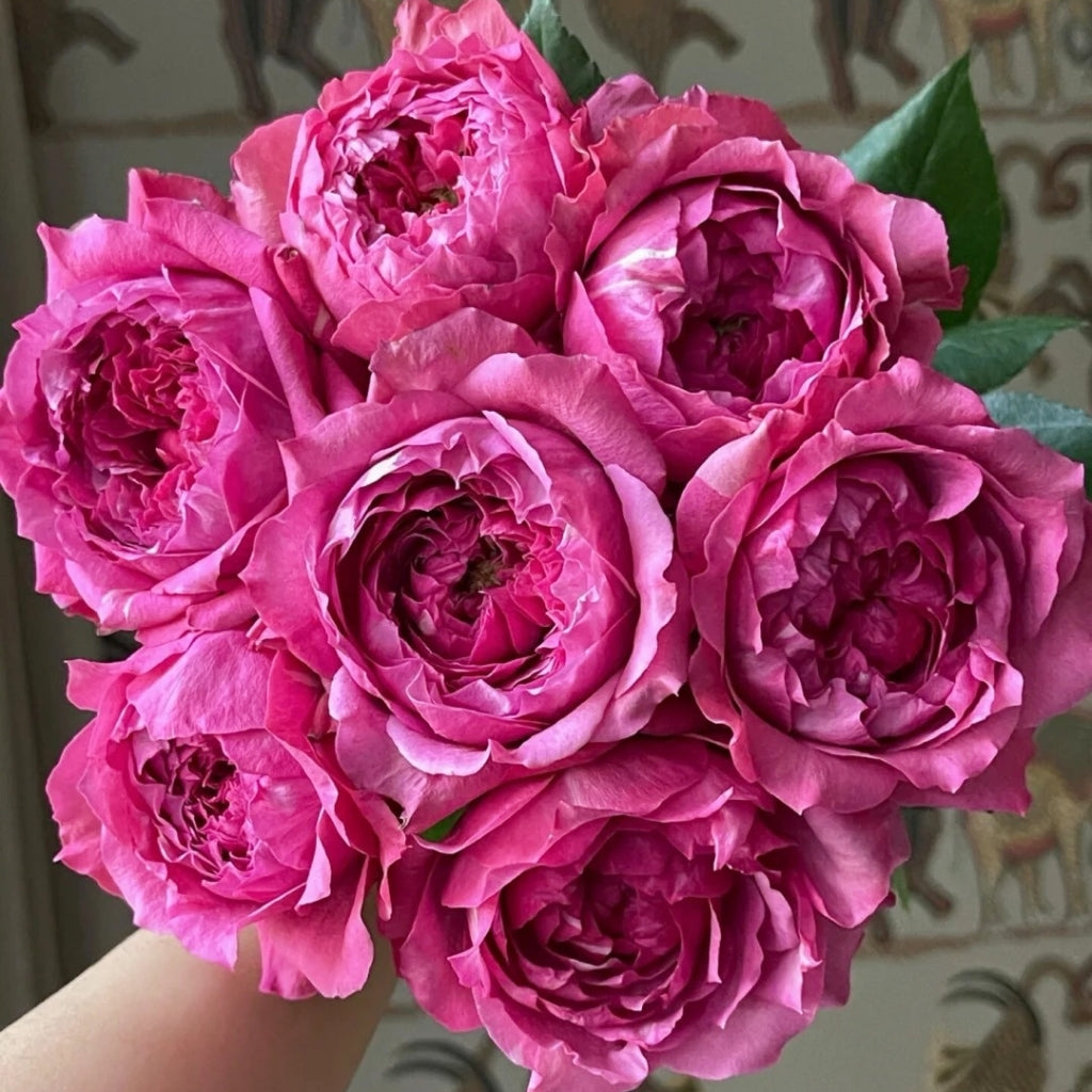 Julieta Cerise Rose