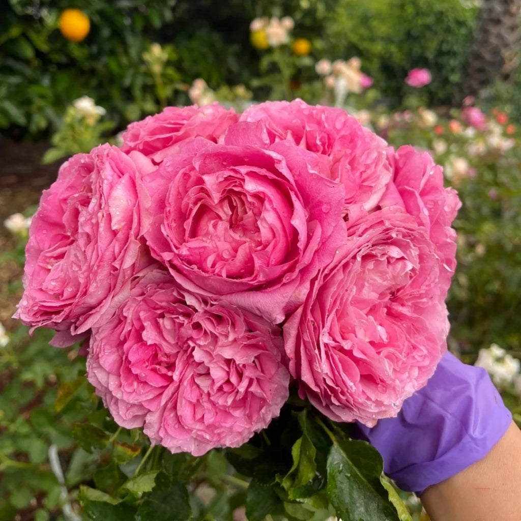 Julieta Cerise Rose