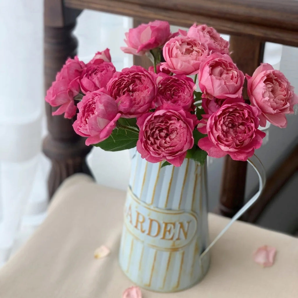 Julieta Cerise Rose