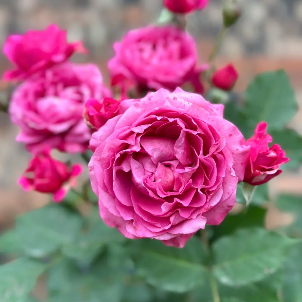 Julieta Cerise Rose
