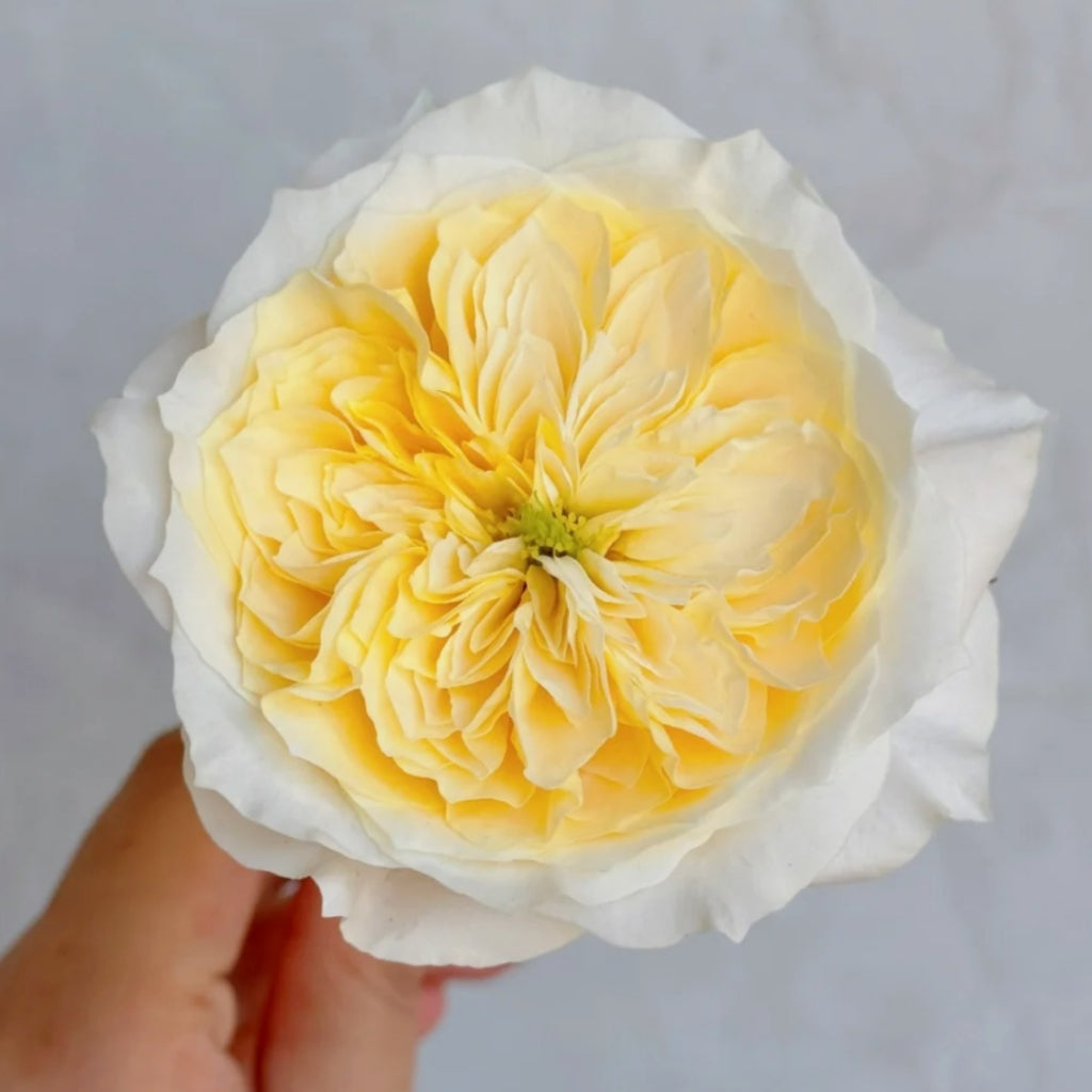 Julieta Limoncella Rose