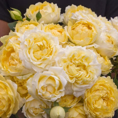 Julieta Limoncella Rose