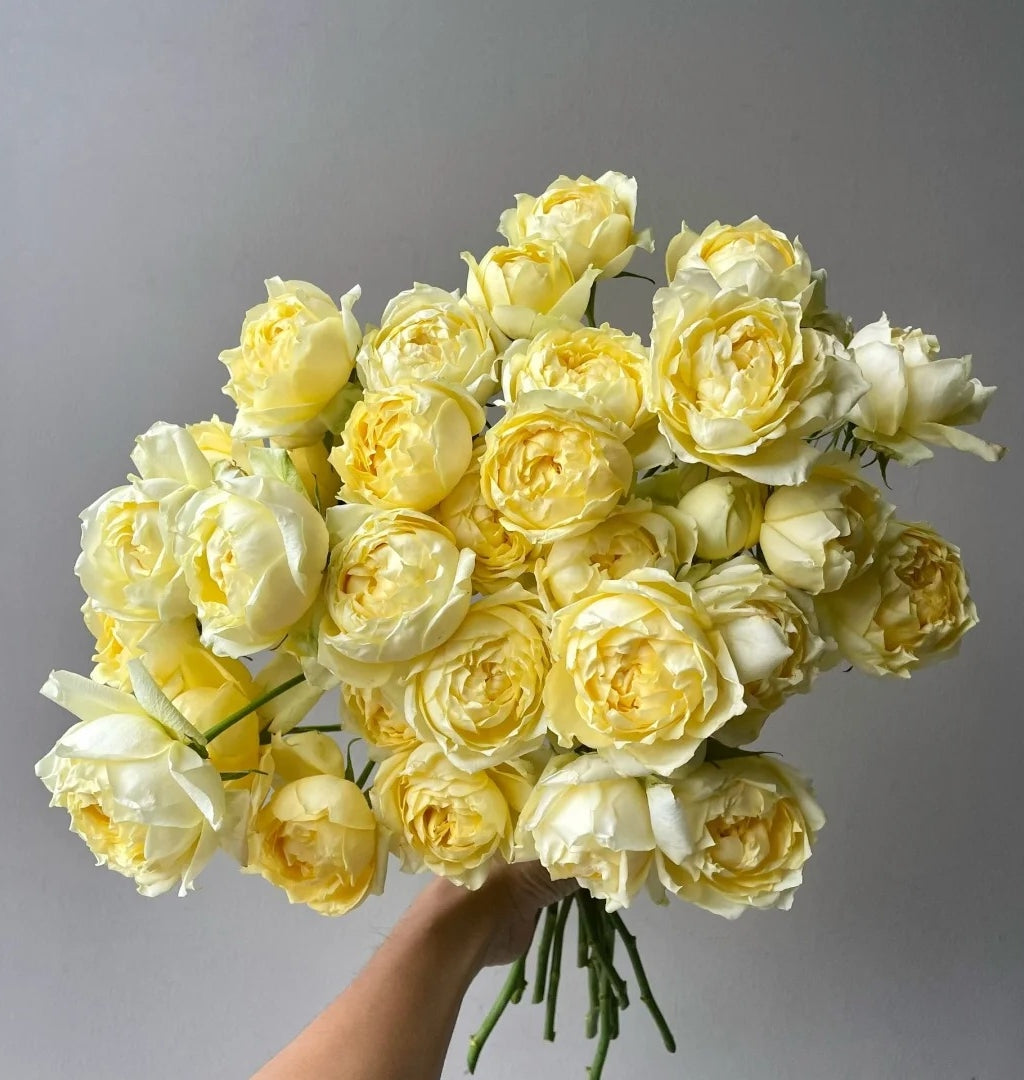 Julieta Limoncella Rose