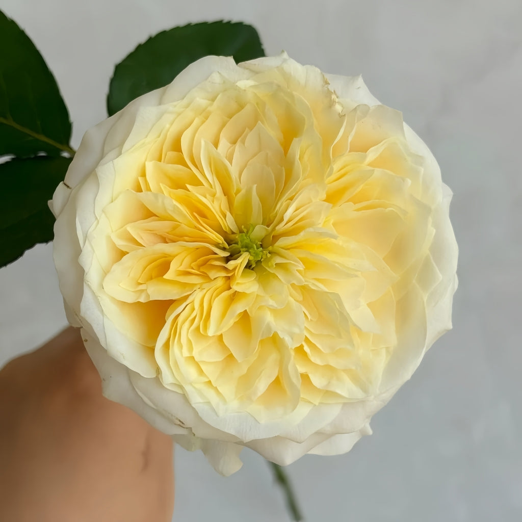 Julieta Limoncella Rose