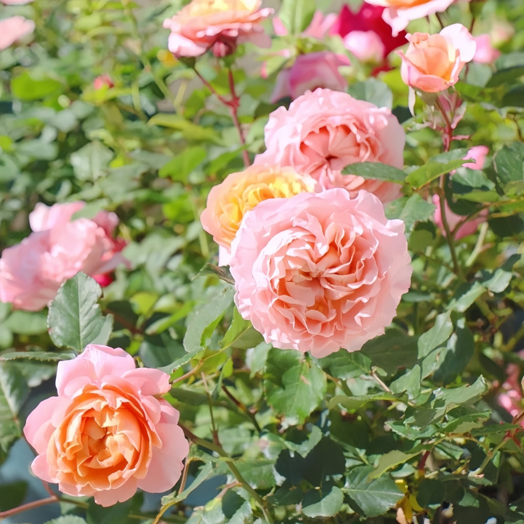 Julieta Rose