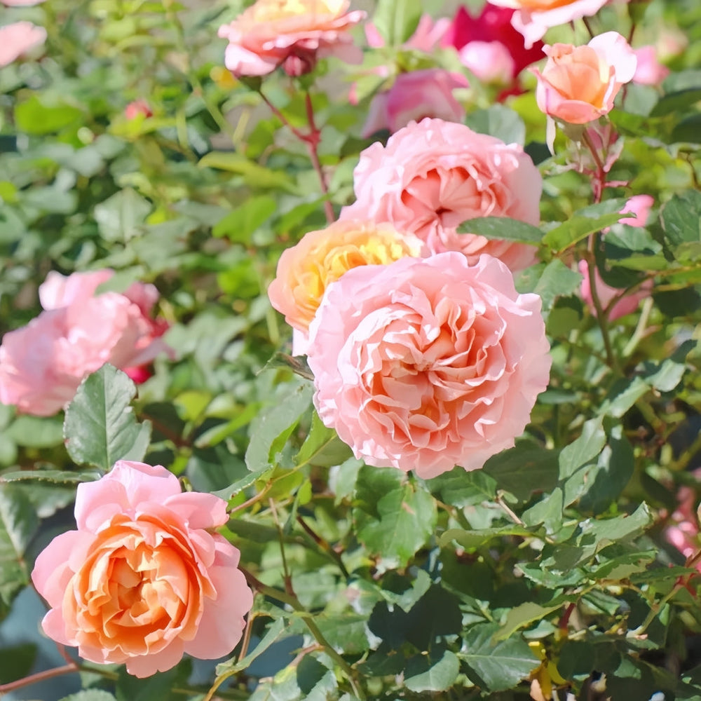 Julieta Rose