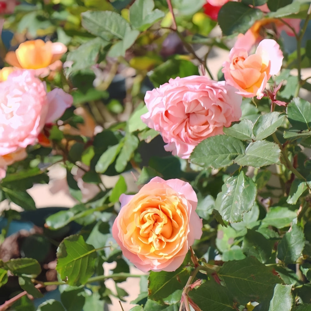 Julieta Rose