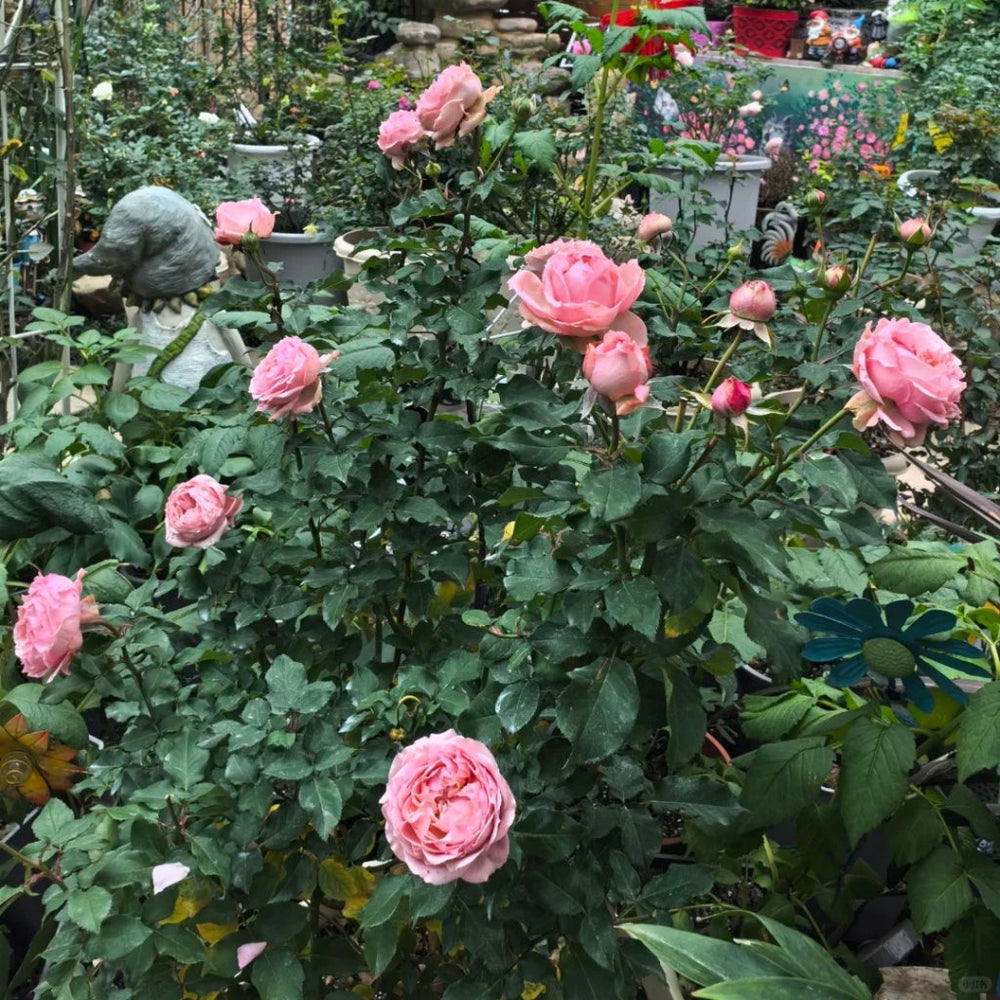 Julieta Rose