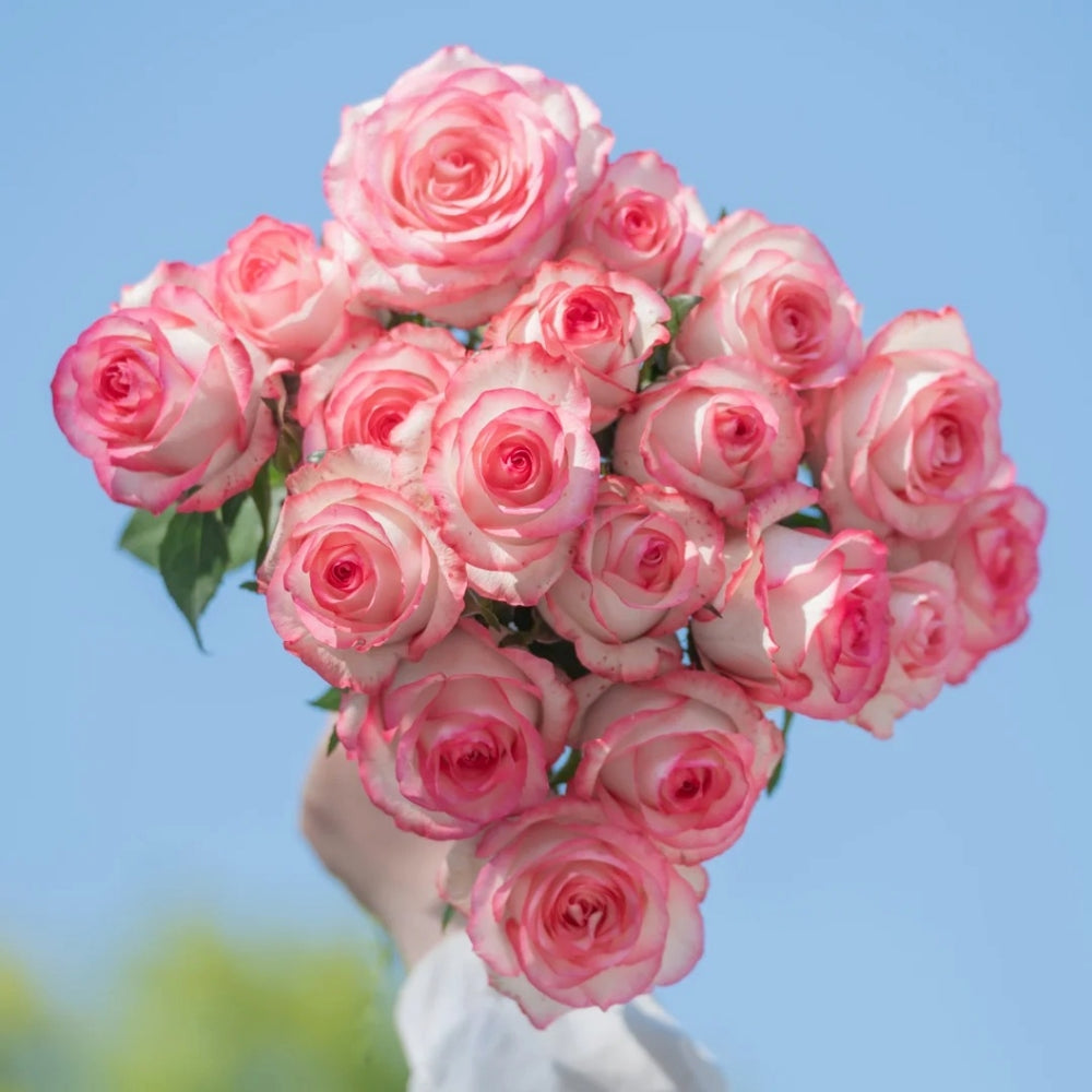 Jumilia Rose