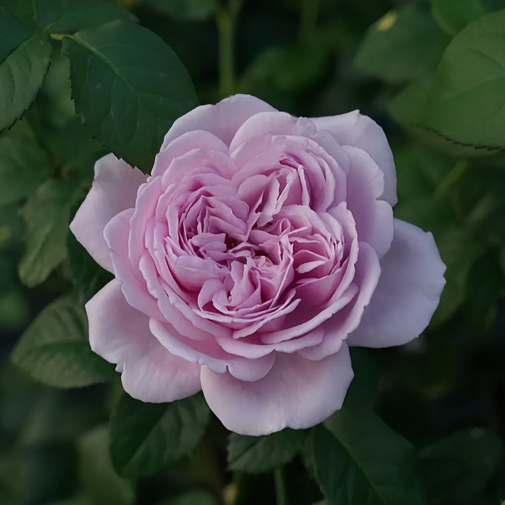 Karen Rose