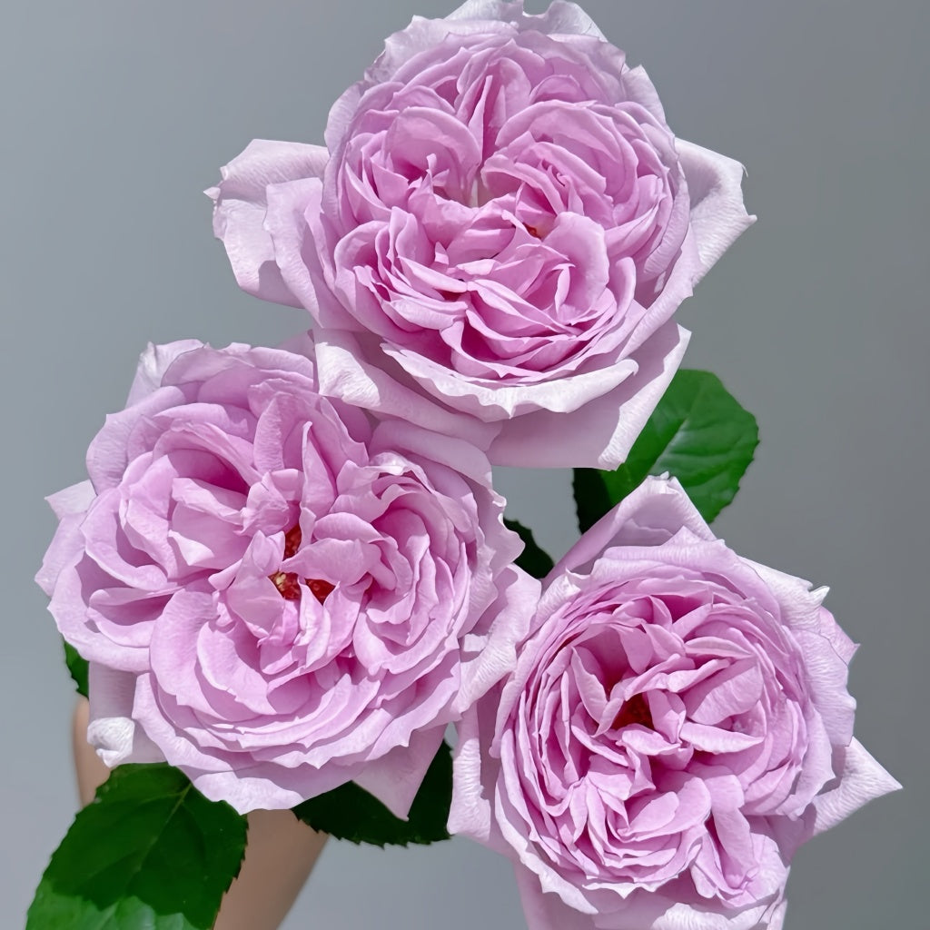Karen Rose