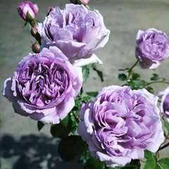 Karen Rose