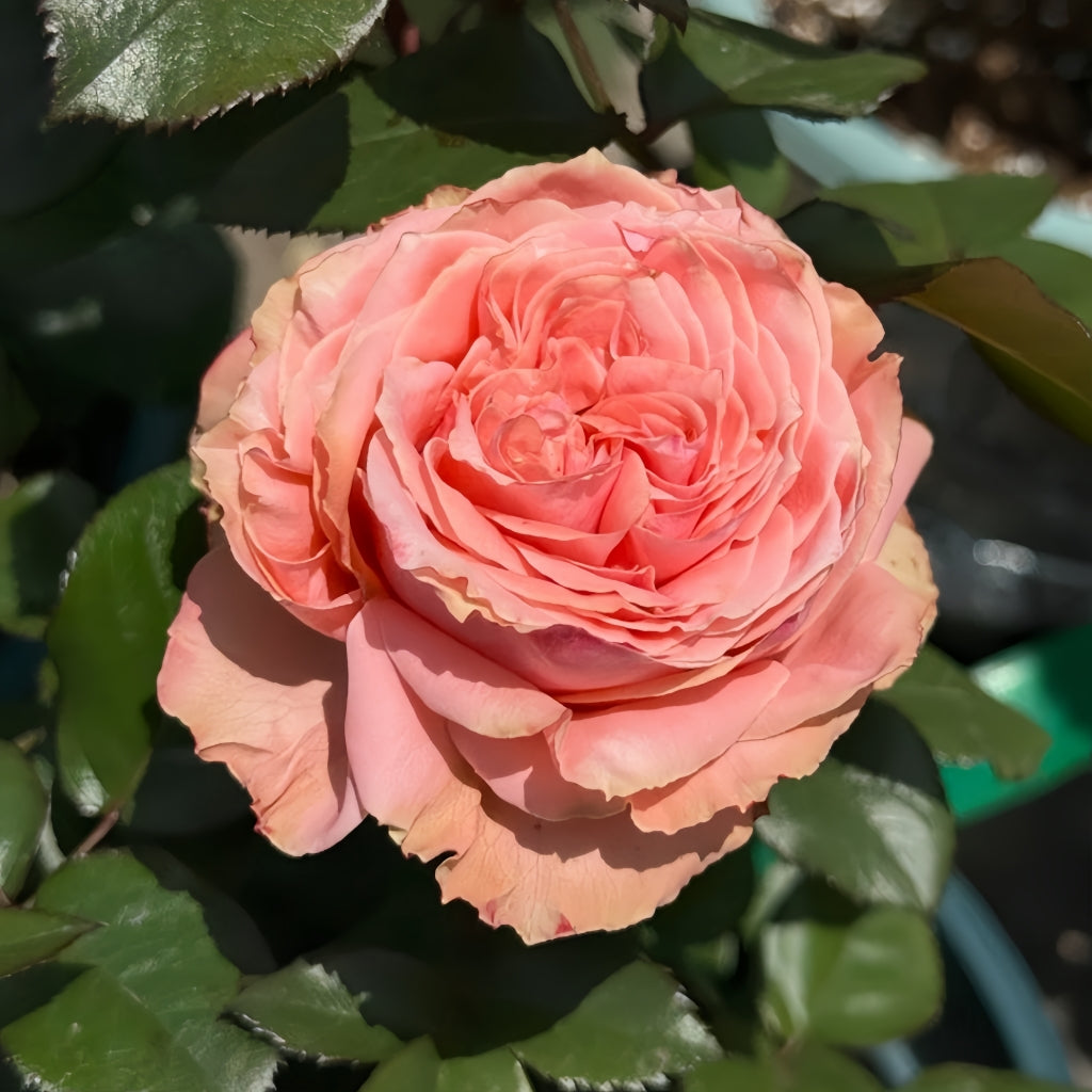 Kawa Rose