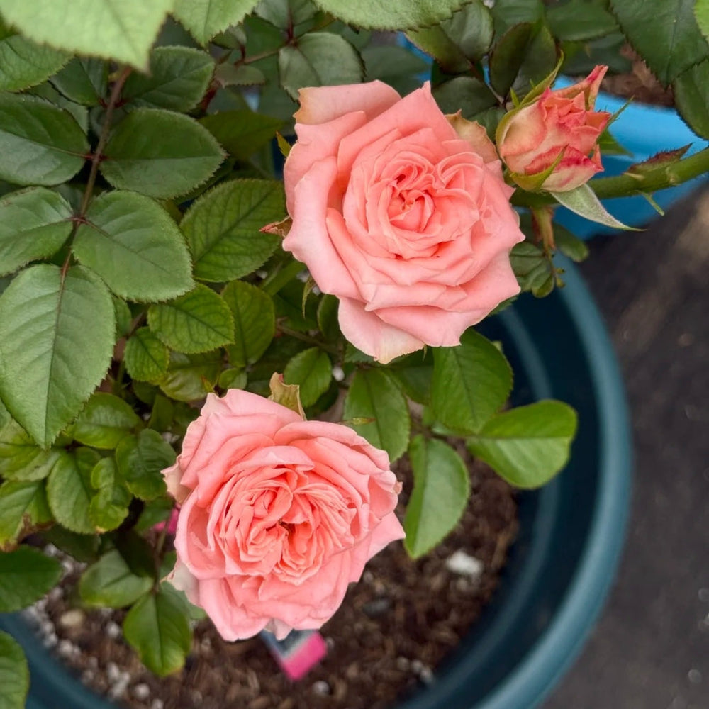 Kawa Rose