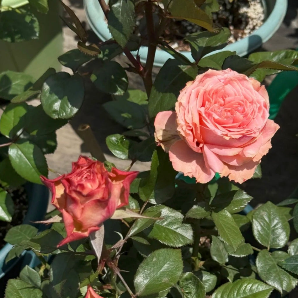 Kawa Rose