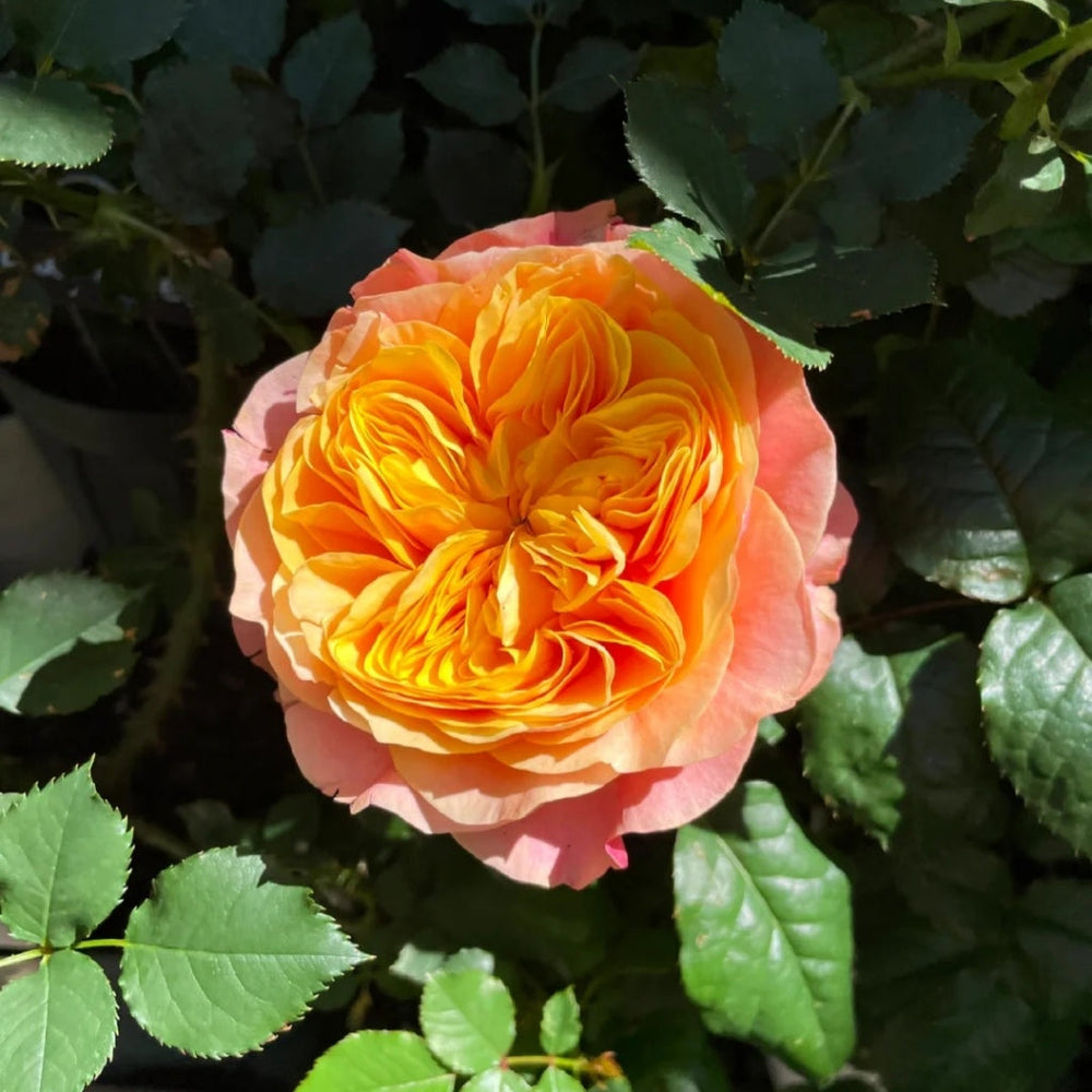 Kensington Gardens Rose