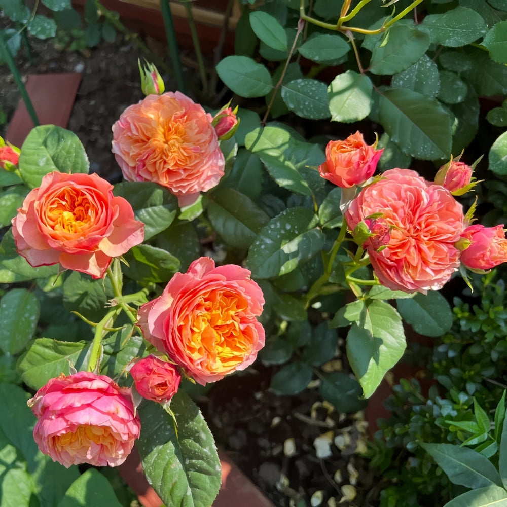 Kensington Gardens Rose
