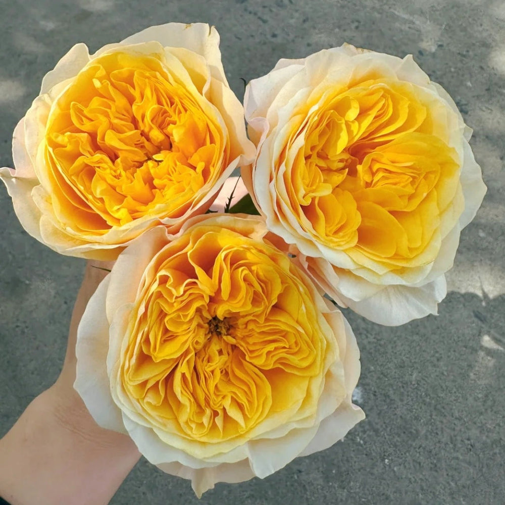King's Cross Rose