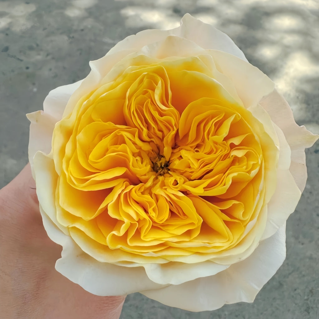 King's Cross Rose