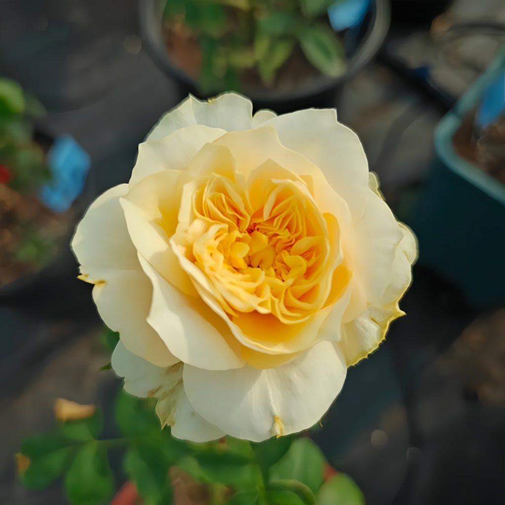 King's Cross Rose