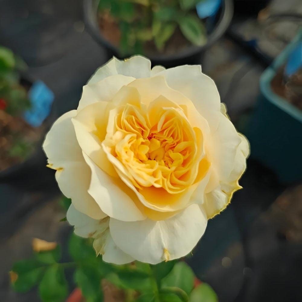 King's Cross Rose