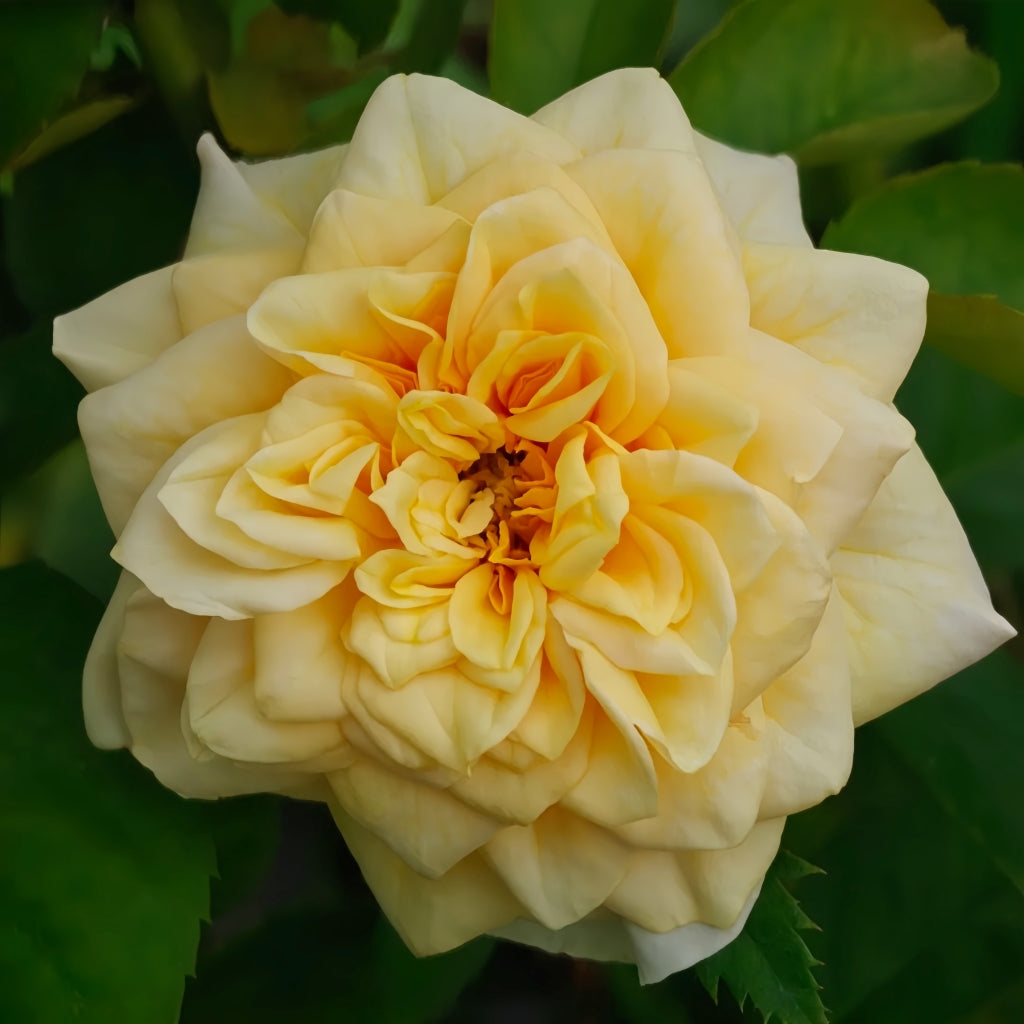 King's Cross Rose