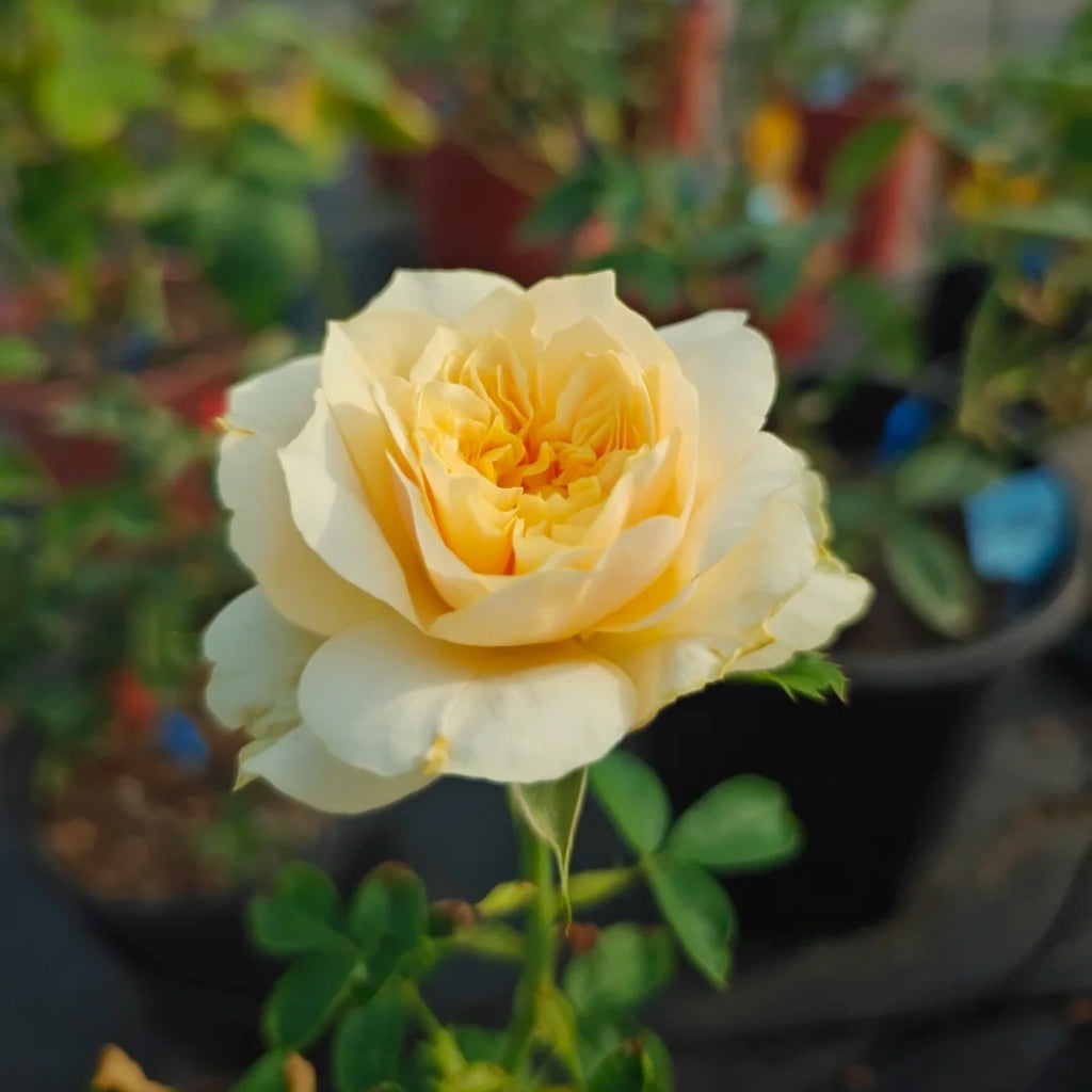 King's Cross Rose