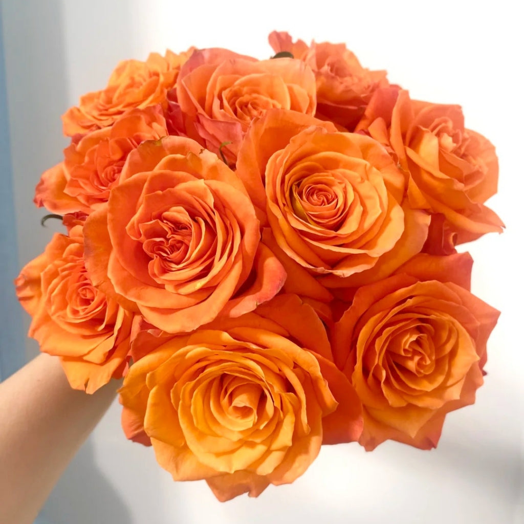 Kings Day Rose
