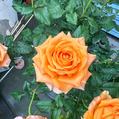 Kings Day Rose