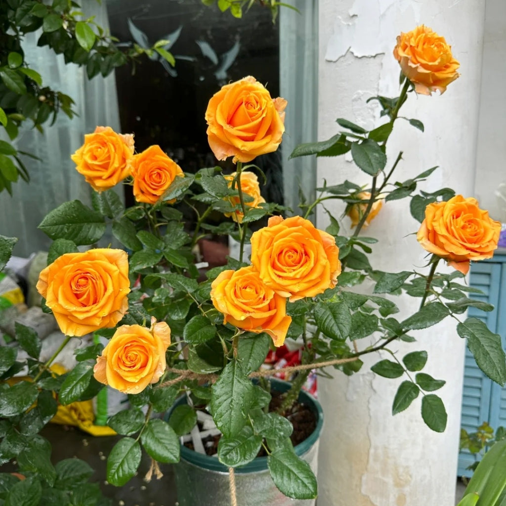 Kings Day Rose