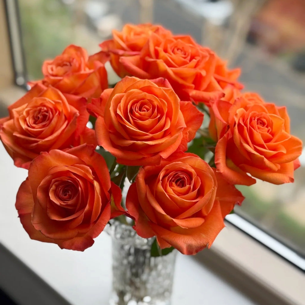Kings Day Rose
