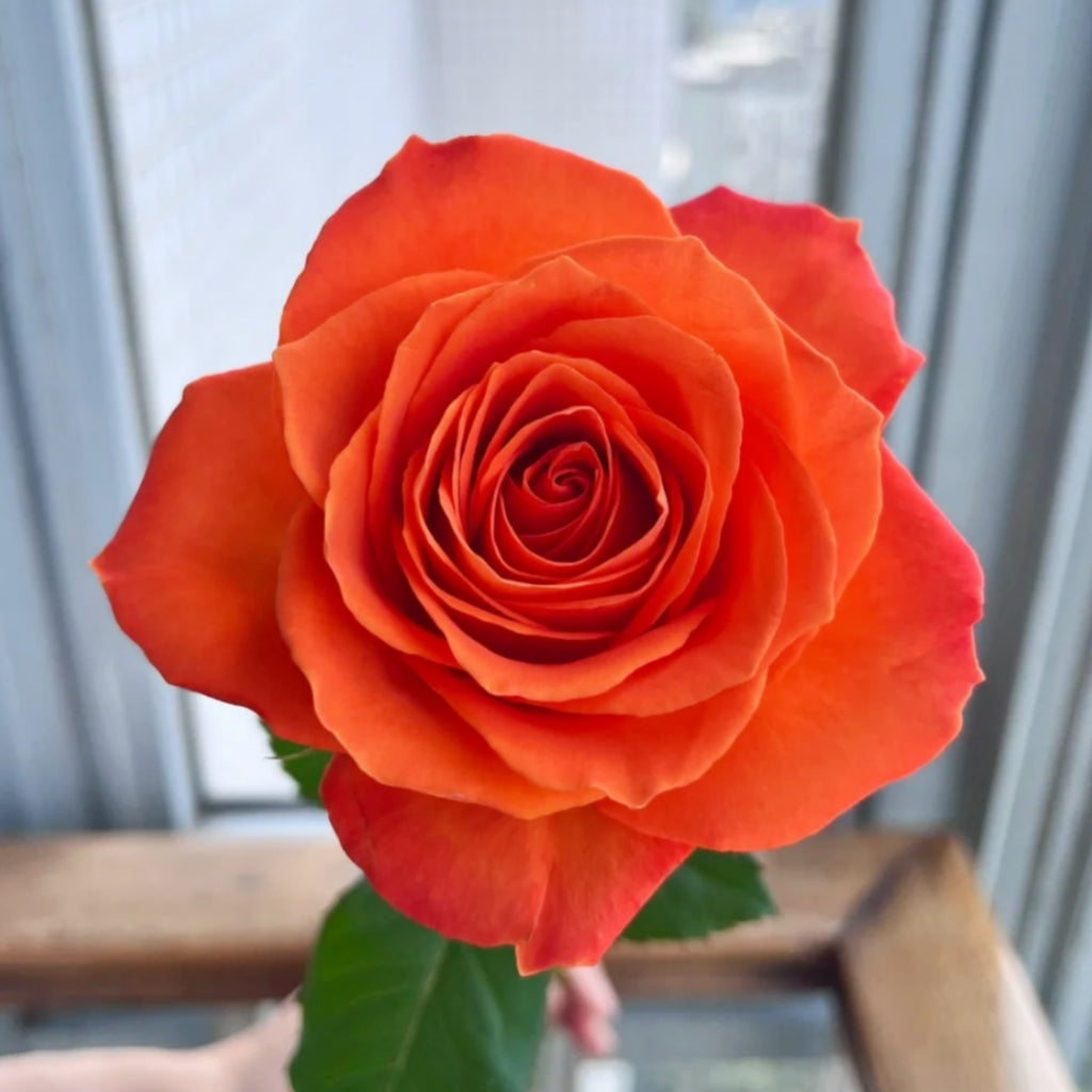 Kings Day Rose