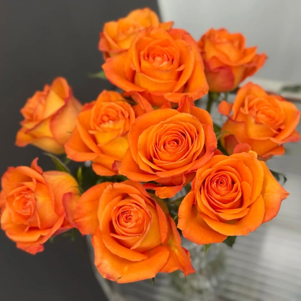 Kings Day Rose