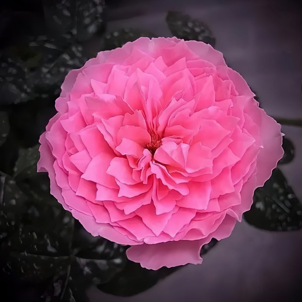 Koharu Rose
