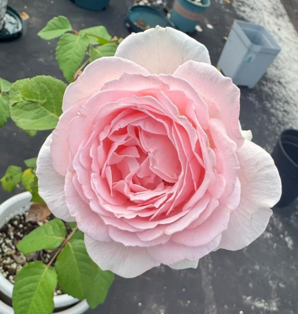 Kyouka  Rose